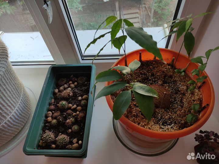 Домашние растения цветы