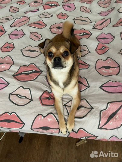 Собака для вязки