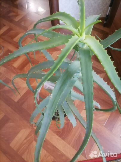 Алоэ 6 лет
