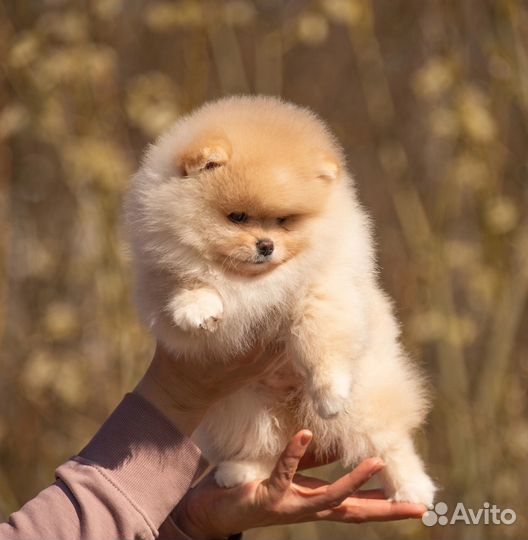 Мини шпиц девочка