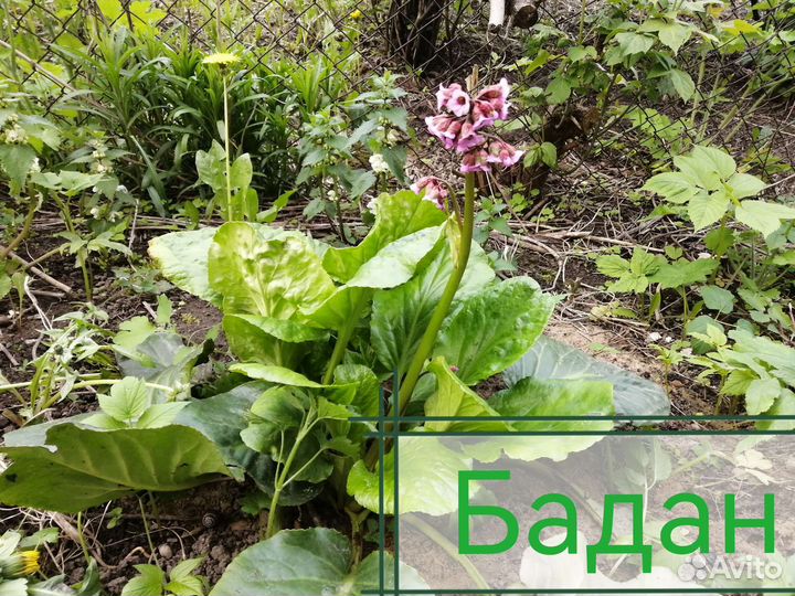 Пионы, хосты, лилейники, ирисы, рябчик и тд