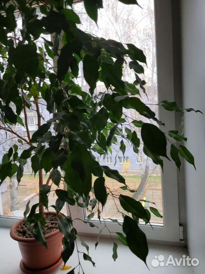 Фикус бенджамина