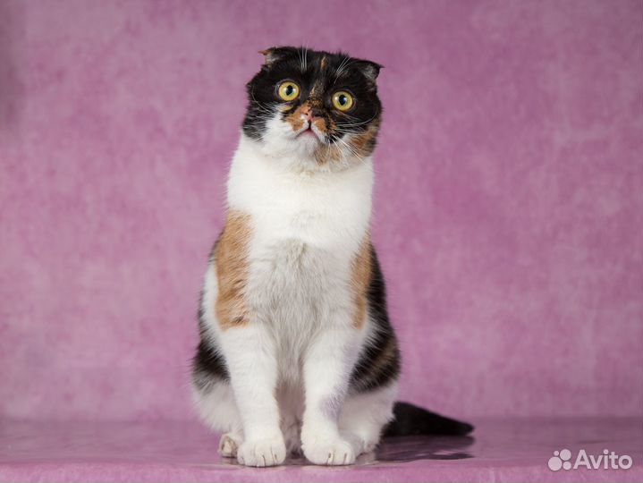 Кошка Подружка вислоухая трехцветка