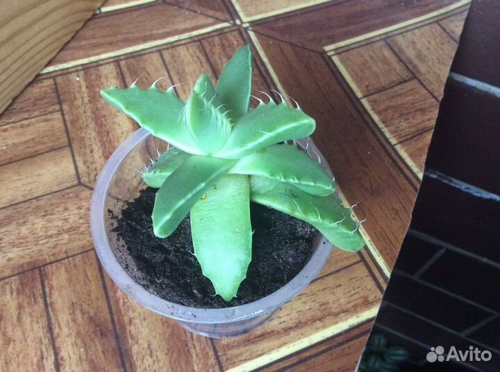 Композиция из кактусов(суккулентов) и др