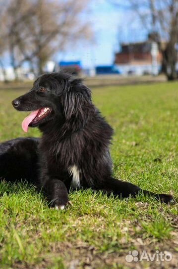 Собаки из приюта