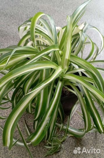 Хлорофитум хохлатый