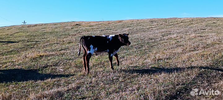 Телочки и бычок