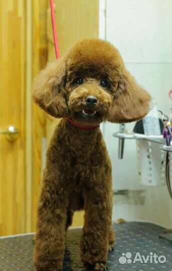 Стрижка собак, грумер