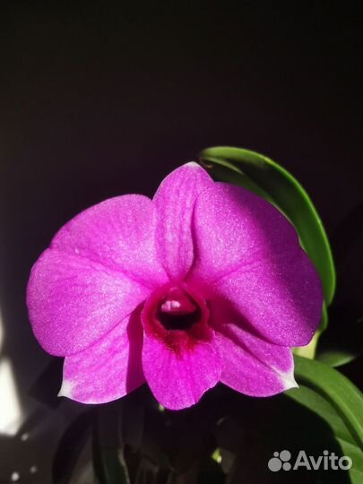 Орхидея дендрофаленопсис