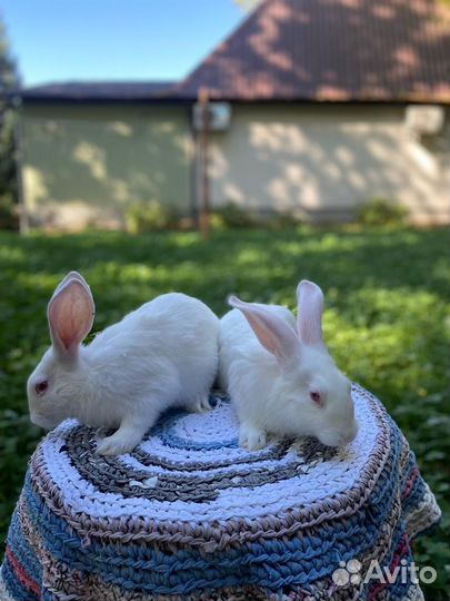 Белый Паннон кролик на племя