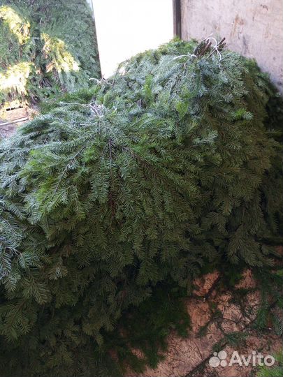 Пихтовый лапник и венник,в розницу Отправка ТК