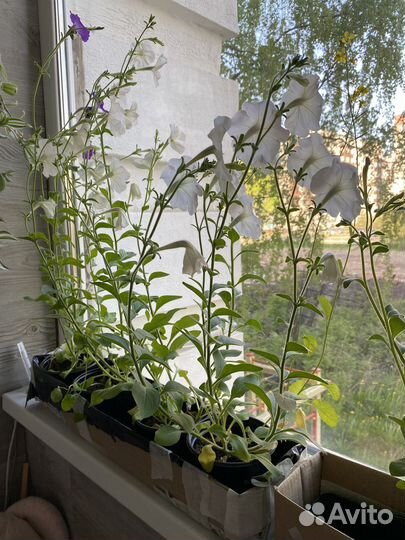 Рассада цветов петуния