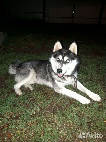 Сибирский хаски (вязка)