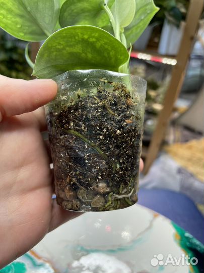 Сциндапсус