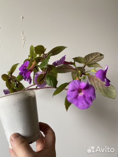 Ахименесы и абутилон