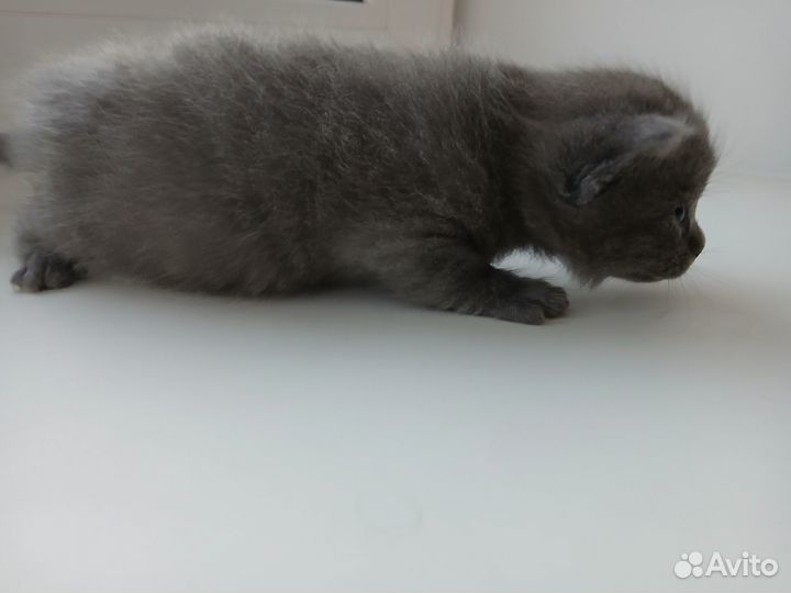 Котёнок девочка от британской кошечки
