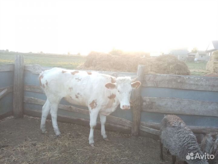 Корова телка