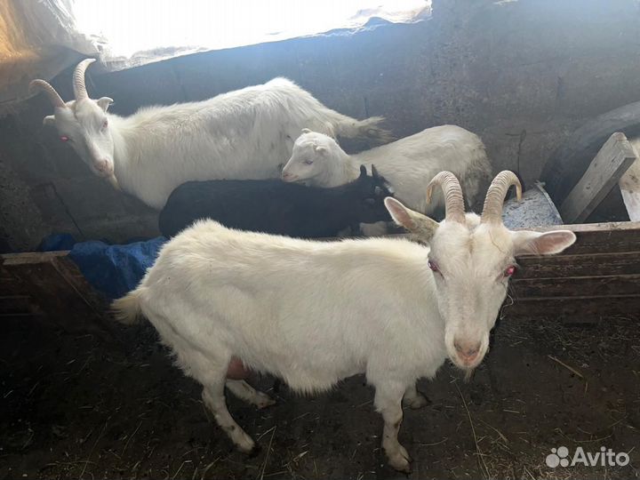 Козы и козлята