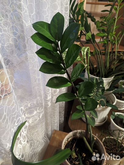 Комнатные растения в добрые руки)