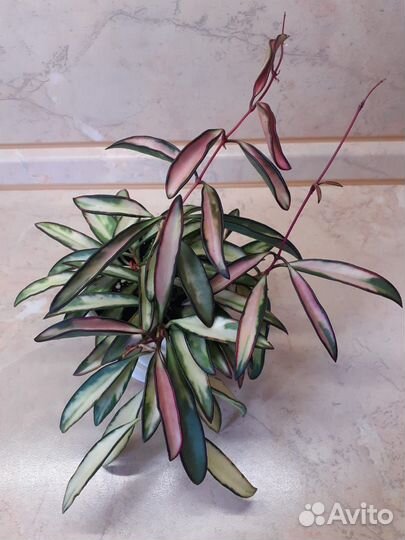 Хойя Кентиана вариегатная