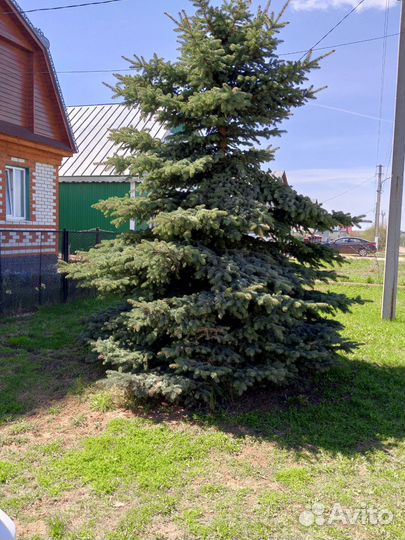 Ель голубая