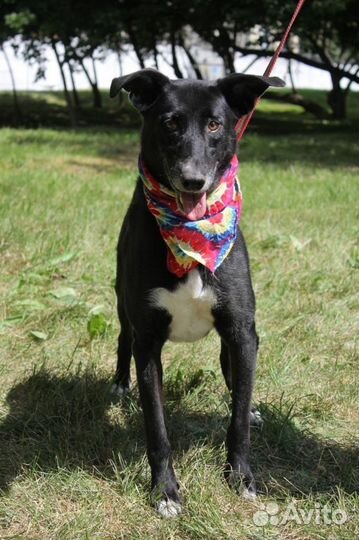 Багира прекрасный компаньон для человека