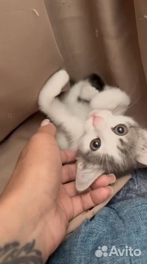 Котенок в добрые руки