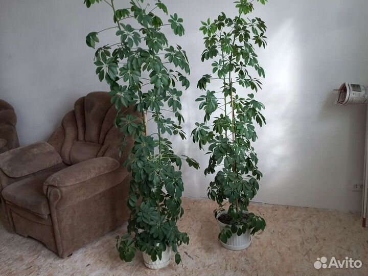 Комнатные растения