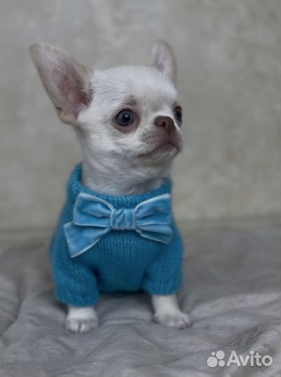 Щенки чихуахуа