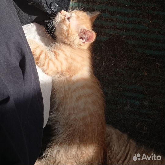 Котики в добрые руки