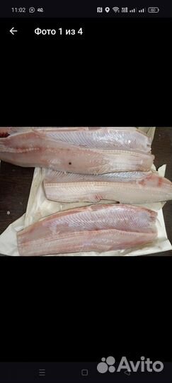 Рыба северная