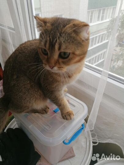 Шотландская кошечка
