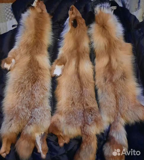 Шкуры лисы