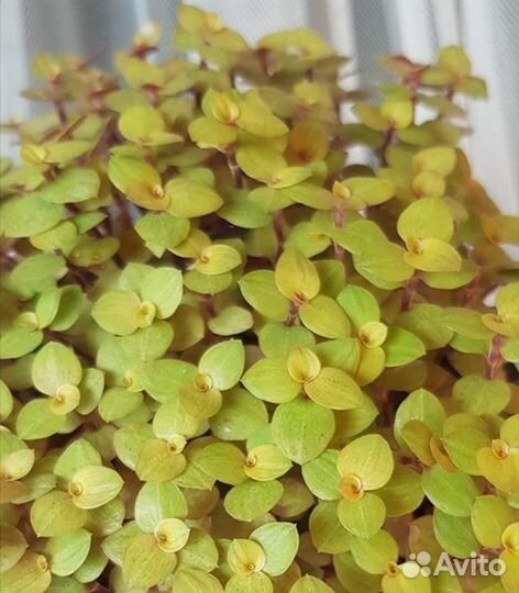 Каллизии, дихондра, вариегатные будра, плектрантус