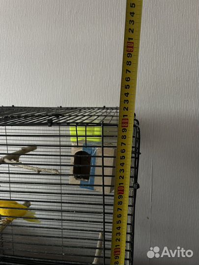 Попугаи вместе с клеткой