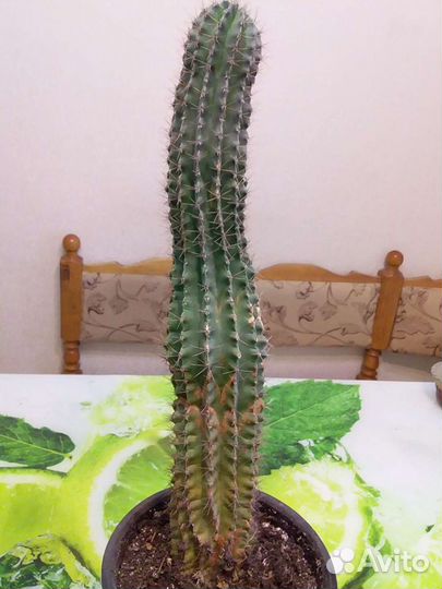 Большой кактус
