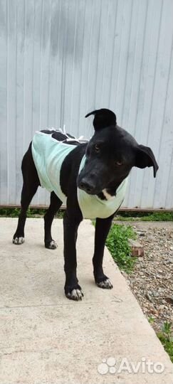 Собака в добрые руки