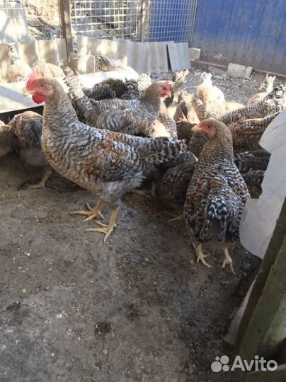 Куры петухи