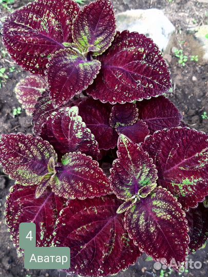 Колеусы вегетативные, ипомея батат