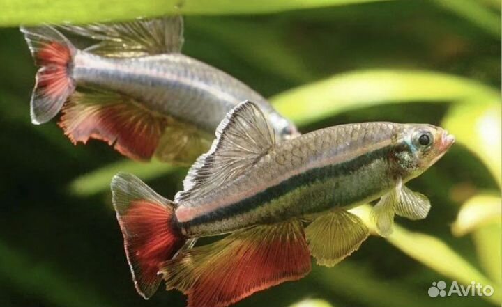 Неон голубой