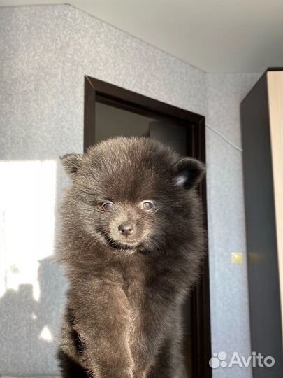 Щенки померанского шпица