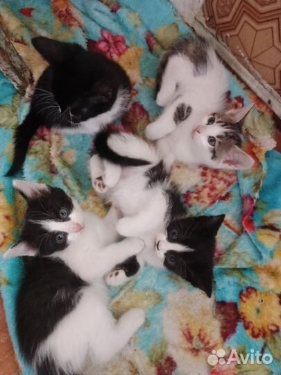 Кошка в дар