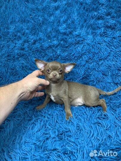 Мальчик шоколадного окраса