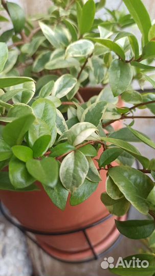 Мирт и Мирт вариегатный