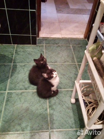 Чисто черная гладкошерстная котенок-малышка