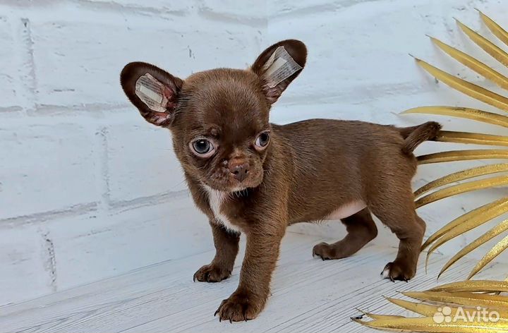 Резерв. Чихуахуа обворожительная девочка