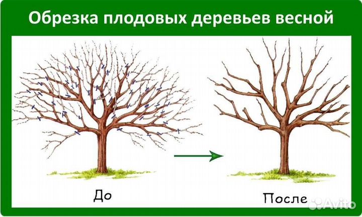 Обрезка плодовых деревьев, обрезка сада