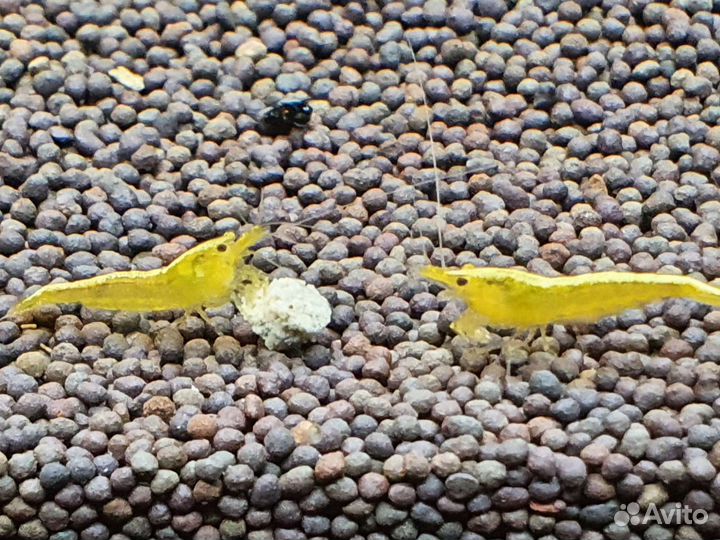 Креветки Blue Dream