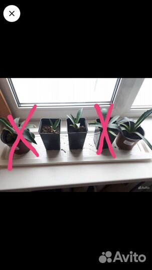 Агава голубая