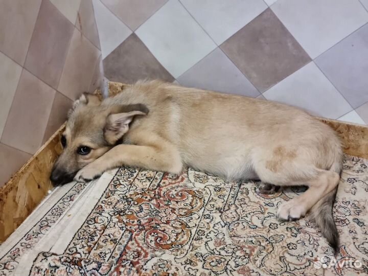 Щенок из приюта в добрые руки